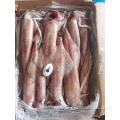 Frozen Squid Whole Round Uroteuthis Chinensis 22-29cm